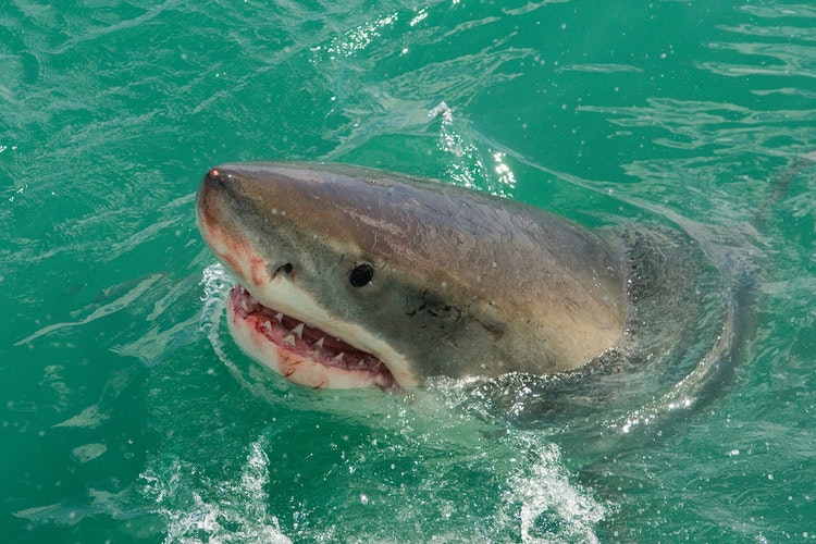 Der Weiße Hai verwendet die Beobachtung auf der Wasseroberfläche