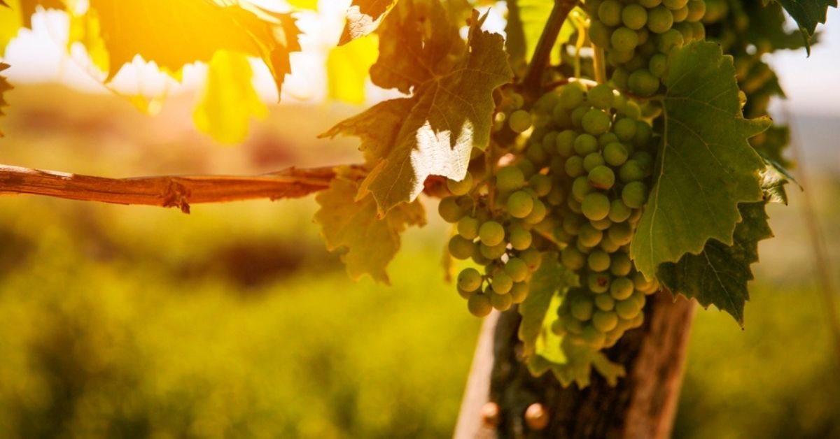Geriausios vyninės ir vynuogynai Kroatijoje