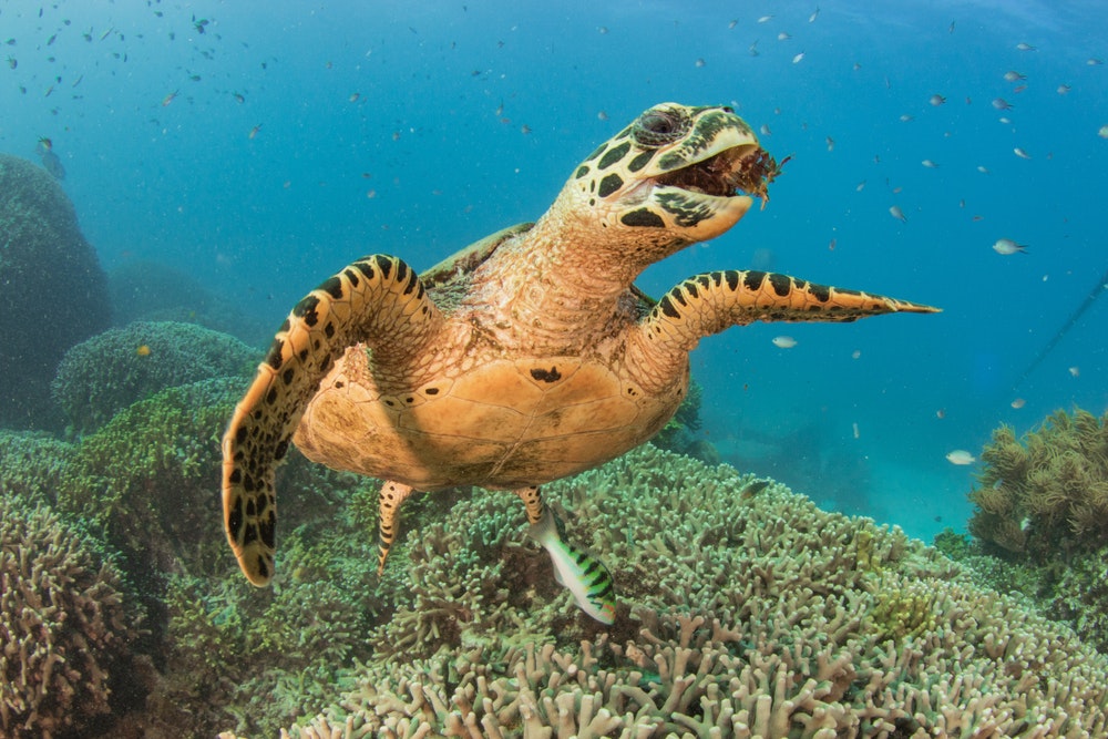 Schildkröte mit ihrer Beute im Maul unter Wasser