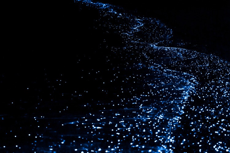 Světélkující plankton je vždy krásnou podívanou