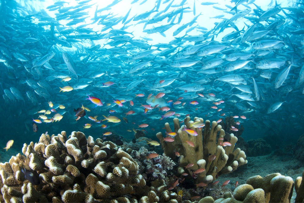 Colourful underwater life, school of Giant Trevallies off Sipadan Island, Malaysia