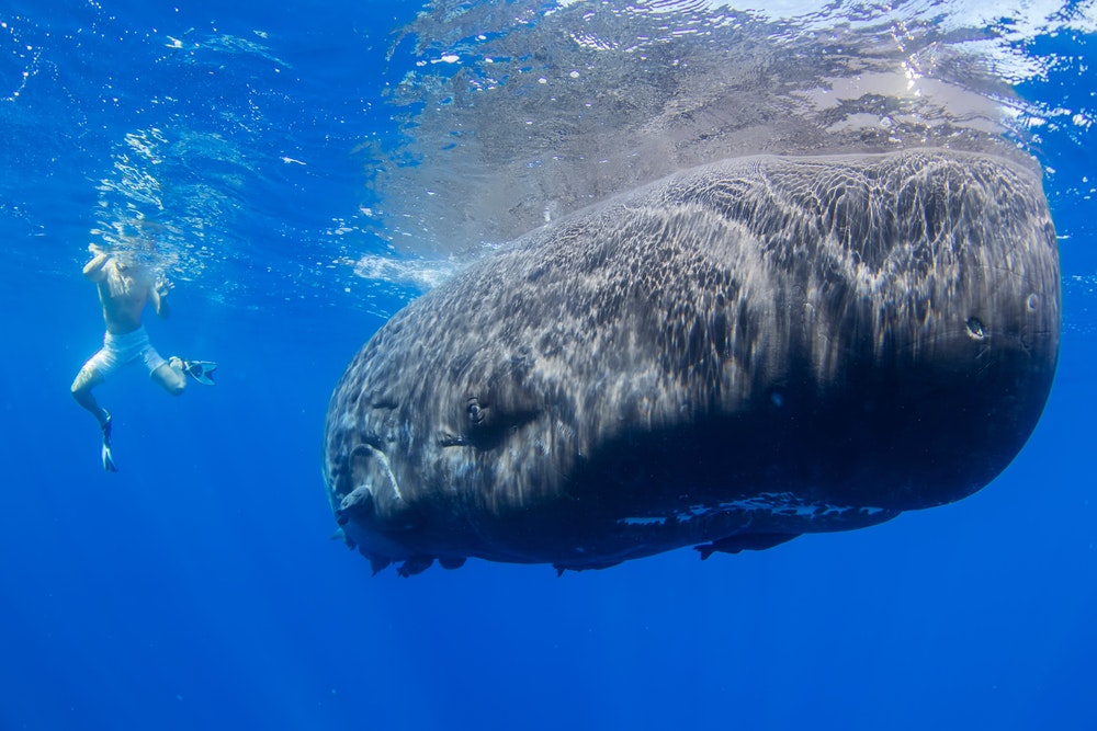 Kendisini görkemli bir ispermeçet balinasının çok yakınında bulan bir şnorkelle yüzücü