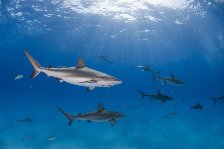 Der Hai gehört zu geschützten Spezies und nie greift einen Menschen grundlos an.