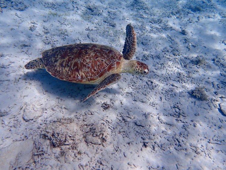 You can spot turtles when snorkelling on the island of Zamami