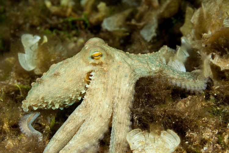 U ostrova Sušac můžete potkat i chobotnici