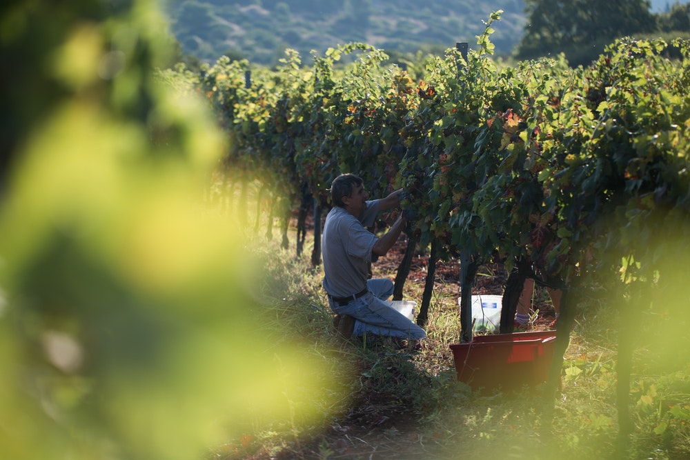 family winery vineyard Croatia