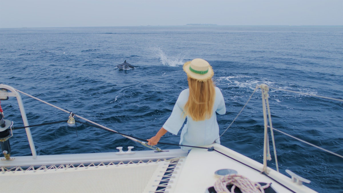 En magisk sommeropplevelse: hvor skal du seile med delfiner og hvaler? 