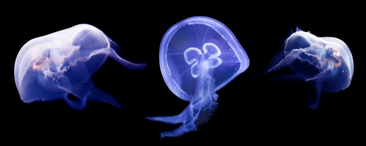 Moon Jellyfish (Aurelia aurita) 