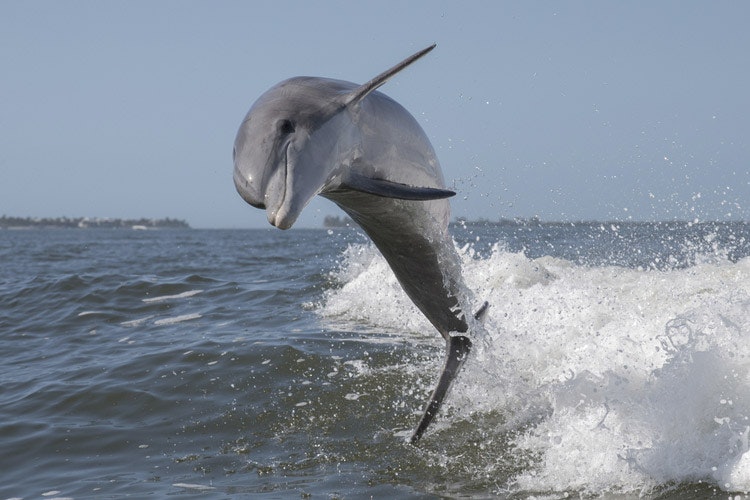 Bottlenose dolphin jumping