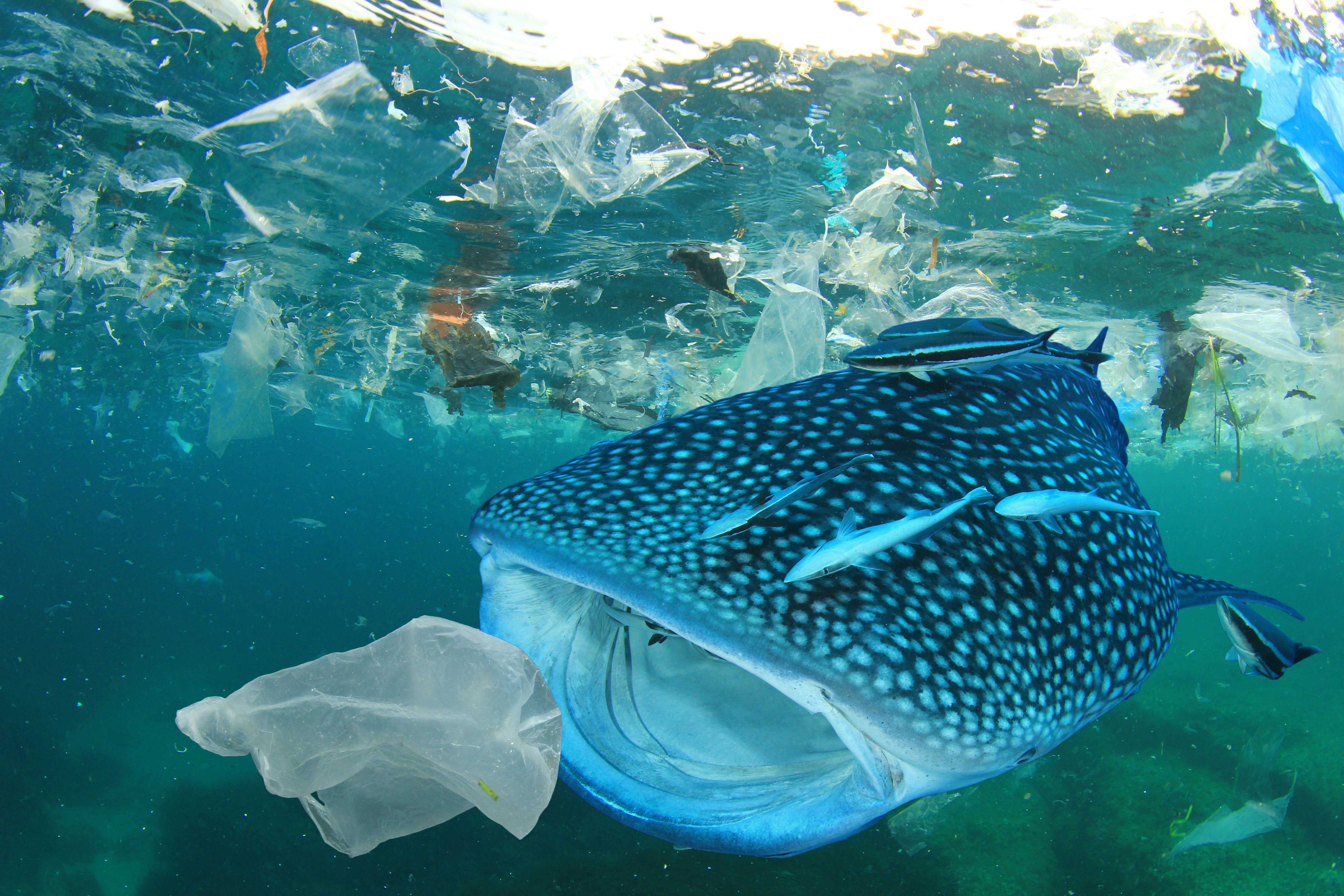 Plastic animals. Пластиковые пакеты в океане. Обитатели морей и океанов. Рыбы в океане. Китовая акула.