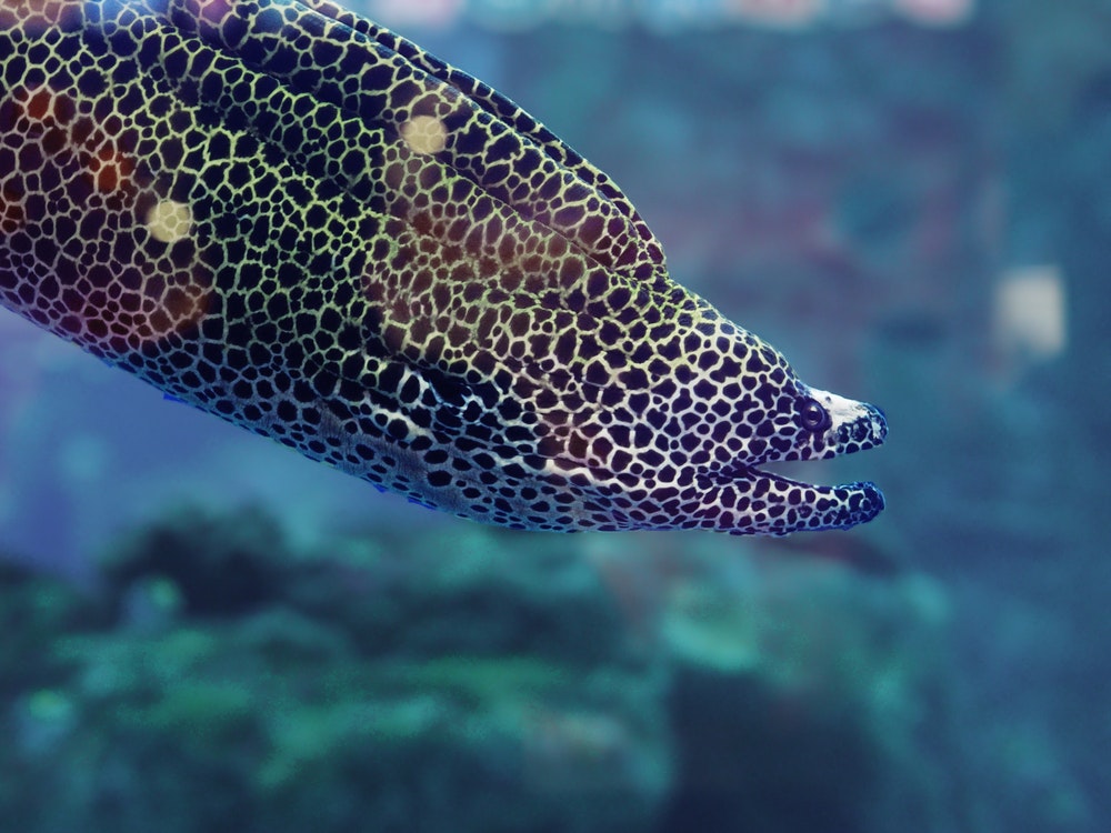 Ένα ψάρι murena υποβρύχιο.