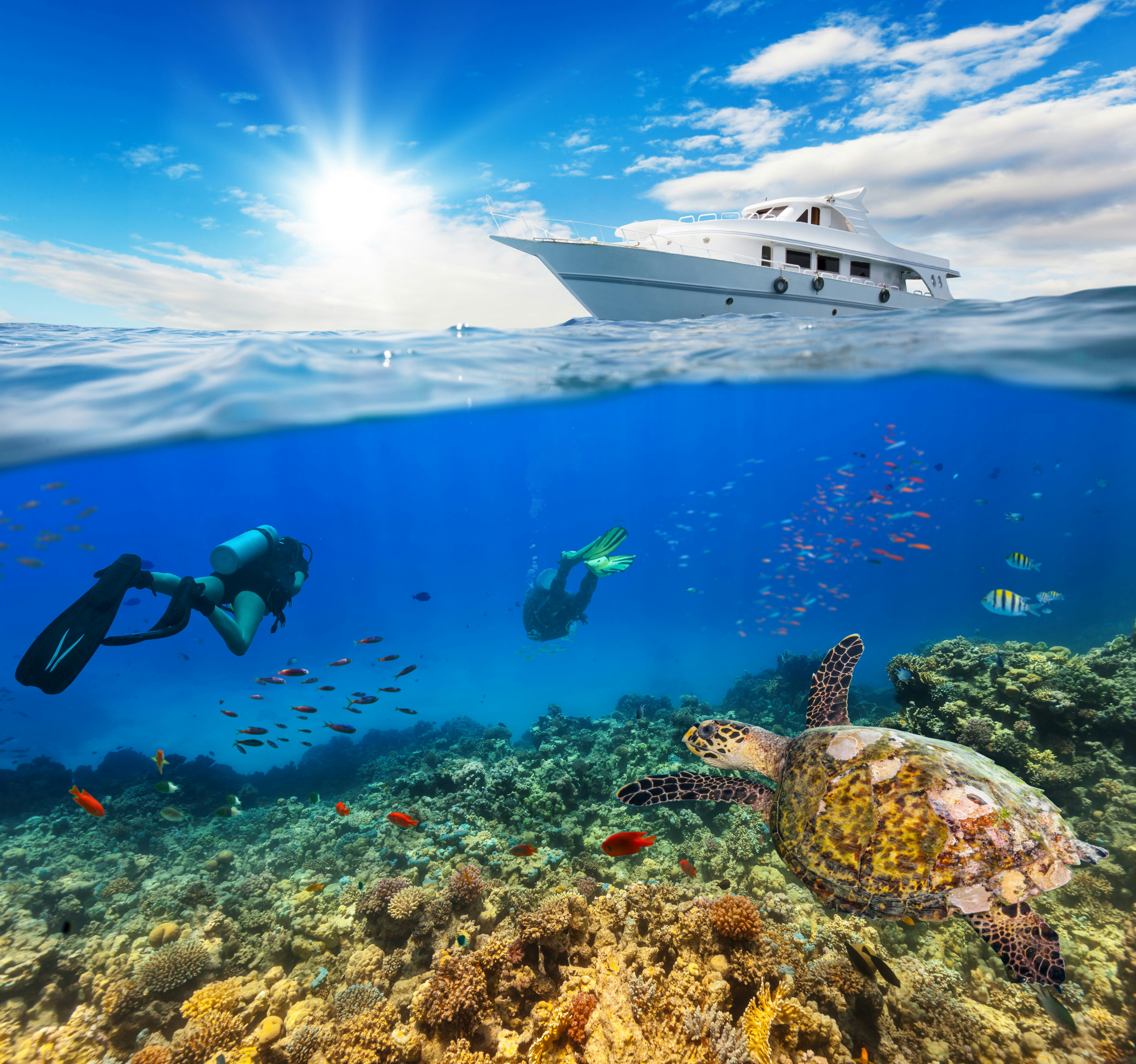 Getting to know the underwater world while sailing will reveal a whole new world to you